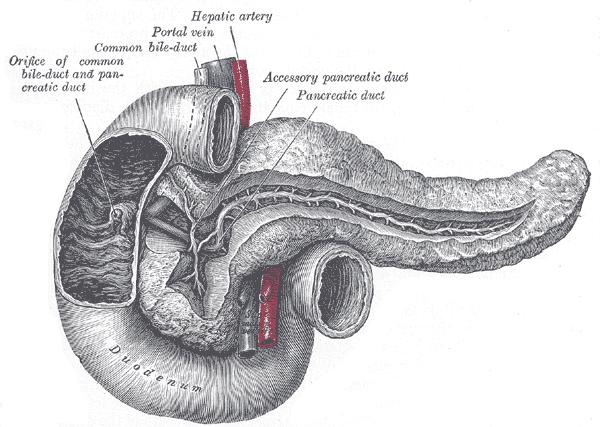 Ductus