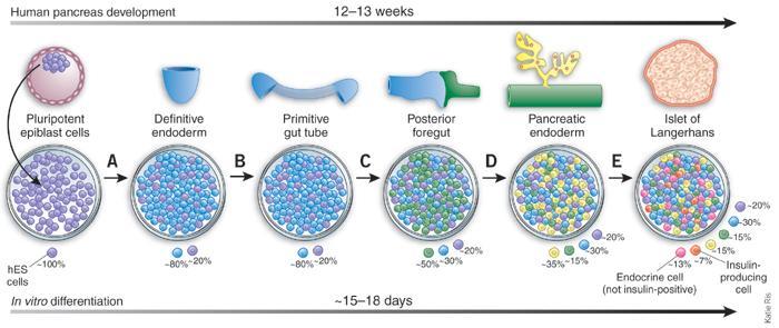 Ihmisen pluripotentit kantasoluttulevaisuuden