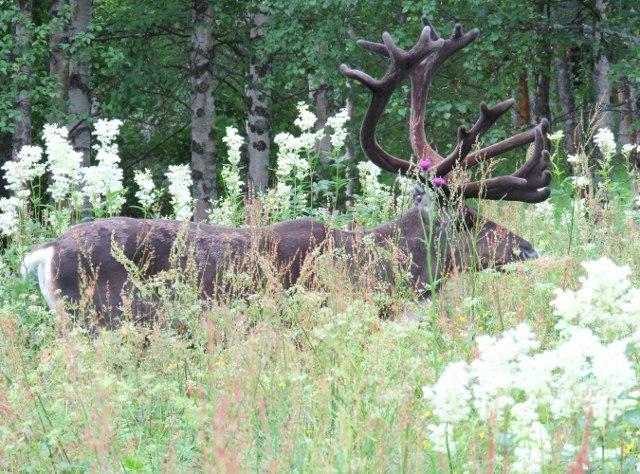 Kiepissä oli jo Hannu ja Hessu, jotka olivat tulleet päivää aiemmin. He olivat vastassa Pyhäjärven parkkipaikalla. Ruoka ja muut tarvikkeet saimme kätevästi veneellä Kieppiin.