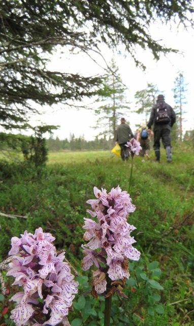 Löysimme ihanan aikoihin. Kesäkeittiössä on lompolon Pyhätunturin lael- puuronkeittäjät tekemässä aata ja siellä sitten keitimme mupuuroa jo hyvissä ajoin.