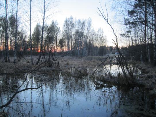 Toisin kuin tavallinen sammakko ja rupikonna, viitasammakko talvehtii Suomessa ilmeisesti ainoastaan vesien pohjassa niin makeassa kuin murtovedessäkin.