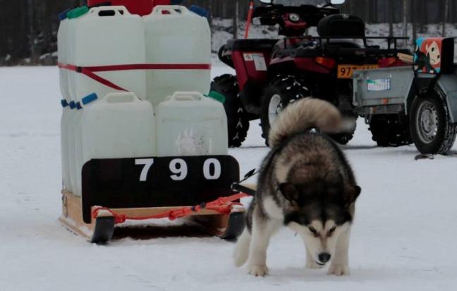 Hyväksyttyyn suoritukseen koiran tulee