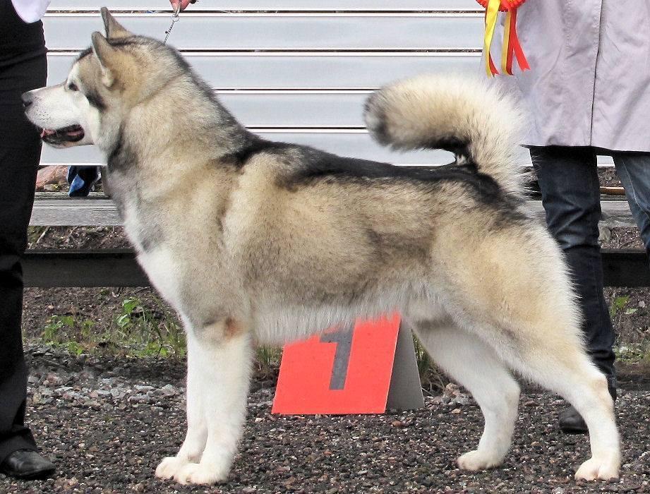 Hyviä