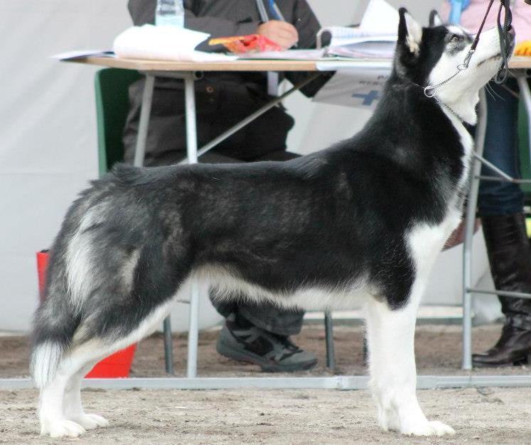 puutteellinen
