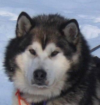 sillä on.