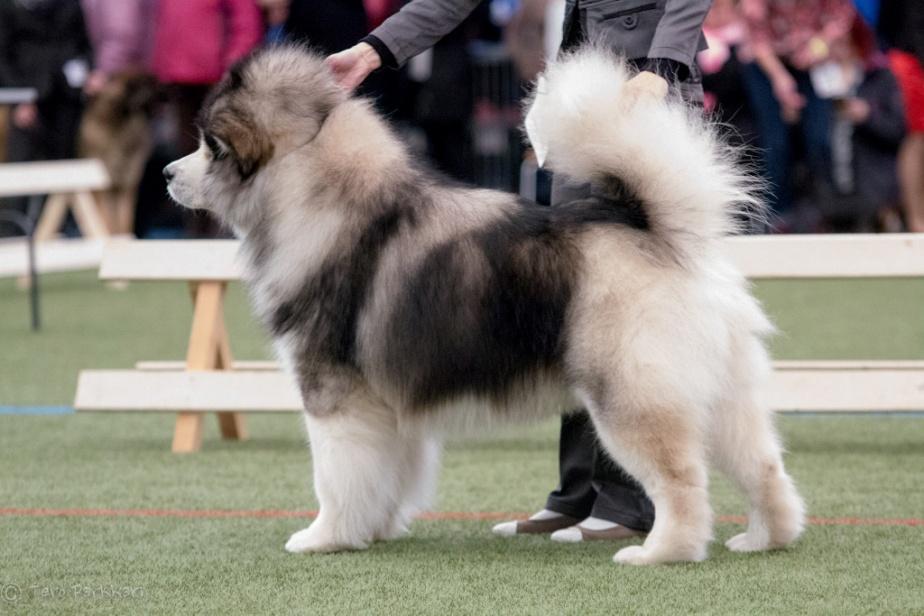 Malamuutilla virheellinen turkki on nk wooly eli pitkäkarvainen.