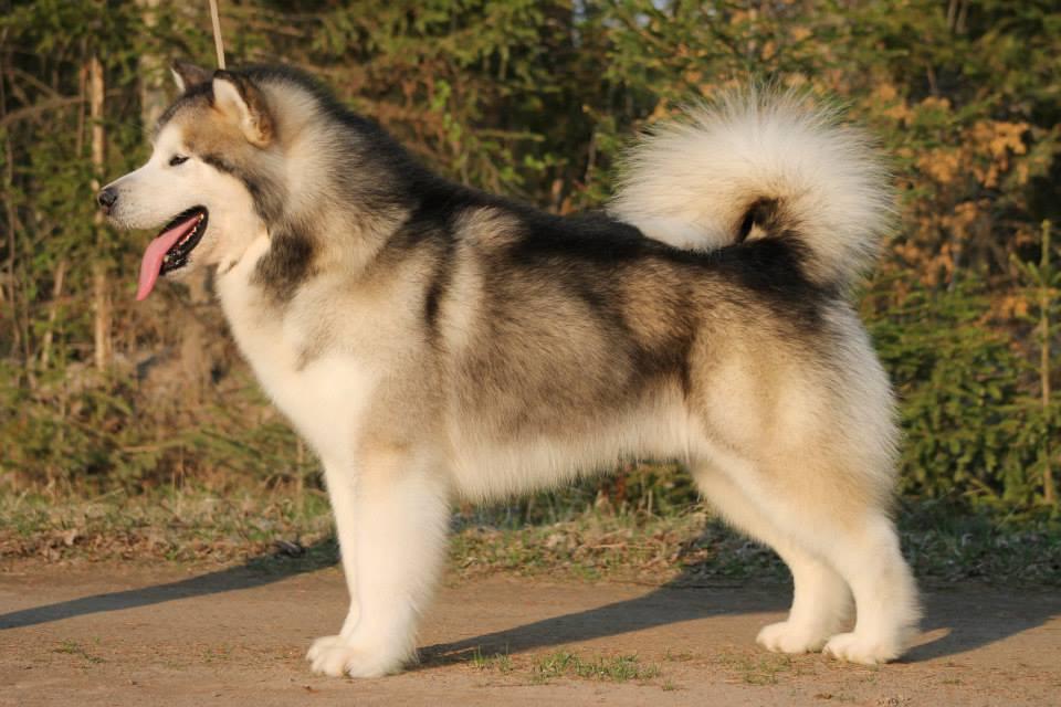alaskanmalamuutti 243 (ALASKAN MALAMUTE) Alkuperämaa: