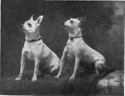9 Kääpiöbullterriereiden historia Rodun kääpiöbullterrieri alkuperä on samoista koirista rakennettu kuin bullterrieri.