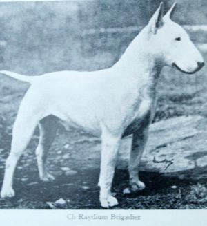 7 Valkoiseen väriin liittyvien terveysongelmien (kuurous, albinismi) vuoksi jotkut asiantuntijat ehdottivat, että bullterrieriin risteytettävän värillisiä koiria.