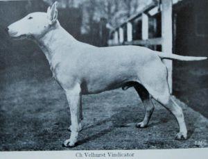 Kun ensimmäisen kerran värillinen bullterrieri esiteltiin 1900- luvun alussa, niiden päät olivat kehnompia, silmät olivat pyöreämmät ja korvat isommat kuin valkoisilla yksilöillä.