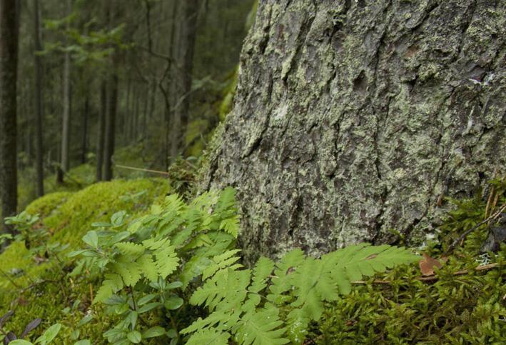 Edunvalvontavaltakirja ja testamentti Polvelta toiselle - Metsätilan