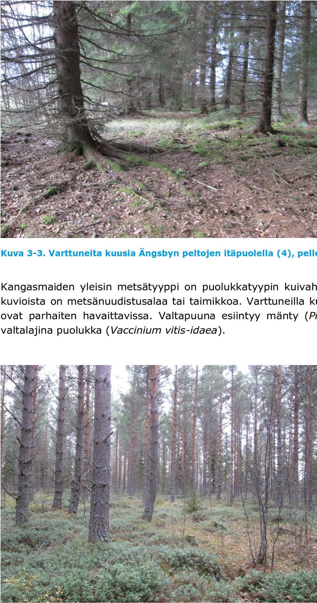 maakaapelireitin luontoselvitys 4 / 6 Maakaapelireitin kohdalla Ängsbyn peltojen molemmin puolin sijaitsee kuusivaltaisia kuvioita (Kuva 3-3; liite 1, kohde 3 ja 4).