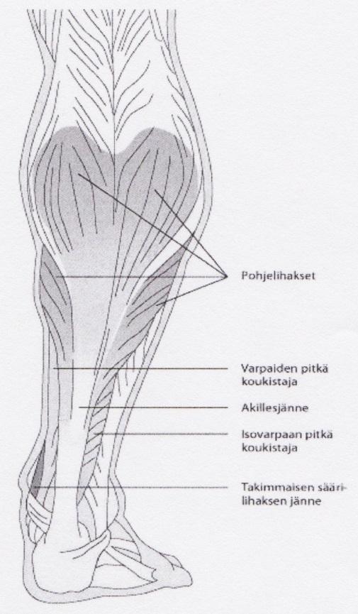 11 m.extensor digitorum longus eli varpaiden pitkä ojentajalihas Lähtökohta: Sääriluun sivunivelnasta (condylus lateralis tibiae), säären luuvälikalvo (membrana interossea) Kiinnityskohta: Varpaiden