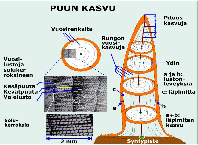 Dendrokronologia on tieteenala, jossa puiden vuotuista kasvua tutkimalla selvitetään ympäristöön liittyviä tapahtumia ja niiden vaikutusta luontoon ja ihmiskulttuureihin.