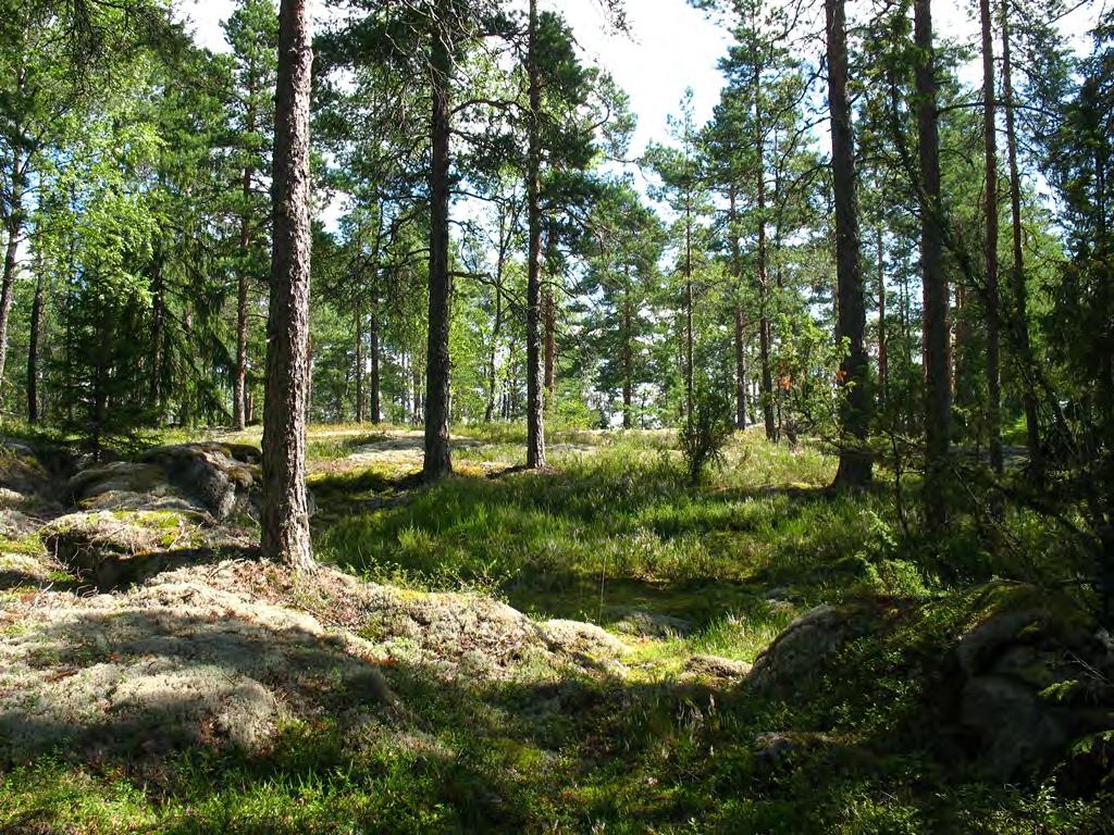 Mäyränkallion metsää. 3.1.4 Osa-alue 4 Osa-alue rajoittuu pohjoisessa Luhtajokeen, lännessä rajana on taajama-alue ja Klaukkalantie, idässä rajana osayleiskaava-alueen raja.