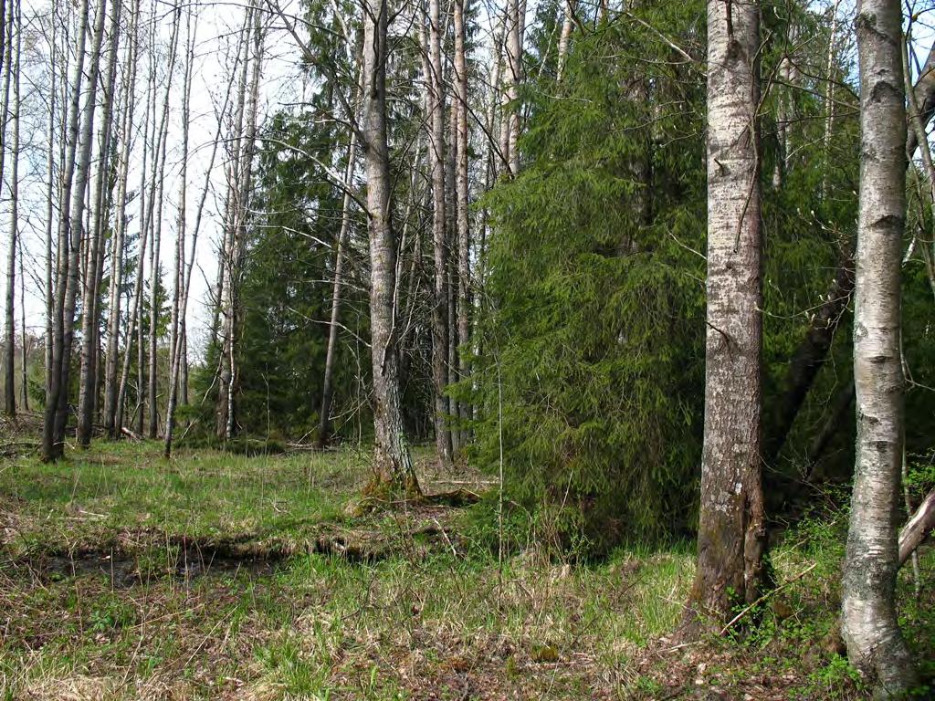 Aropellon haavikkoa. Osa-alueella 6 (kuva 7) on kolme liito-oravan elinaluetta, joista kahdella on ELY-keskuksen rajaamaa liito-oravan lisääntymis- ja levähdyspaikka (40 ja 45).