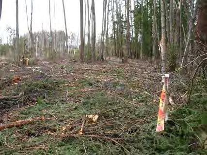 Tornimäen itäpuolinen liito-oravan elinalue (kohde 7) hakkuiden jälkeen. Oikealla ympäristökeskuksen rajaama metsäalue. Pekka Routasuo 45 Harjula II (osa-alue 6) ELY-keskus on 1.10.