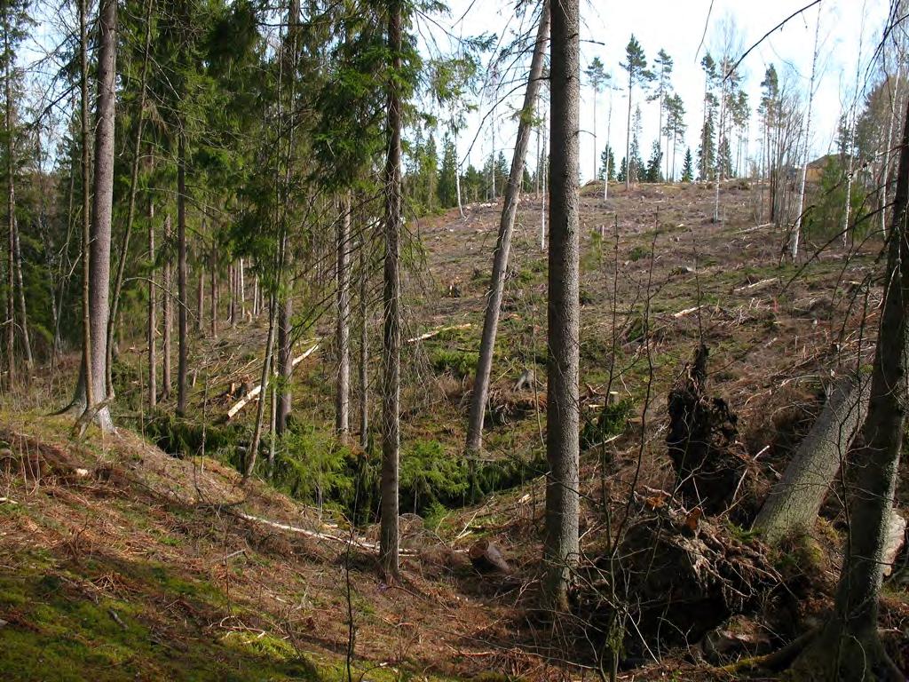 2) löytyi useasta paikasta kalliokohokkia, myös