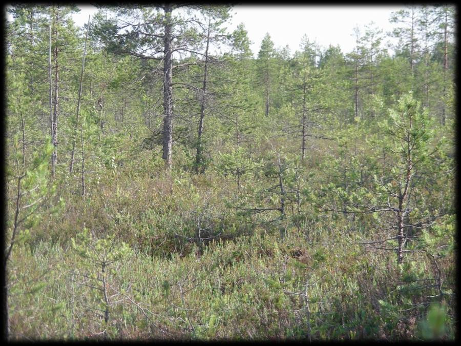 1. Taustaa Kymenlaakson maakuntakaava 2040 tavoitteena toimiva ja kestävä Kymenlaakso Edustava ja monimuotoinen suoluonto on osa maakunnan viherverkostoa.