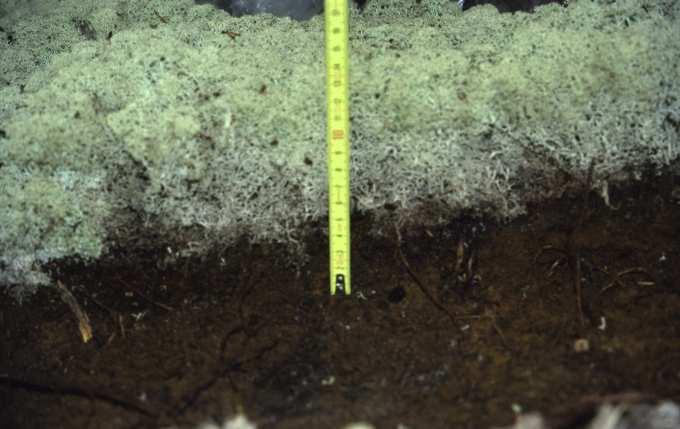Rangifer 10-15cm Erityinen poronhoitoalue,