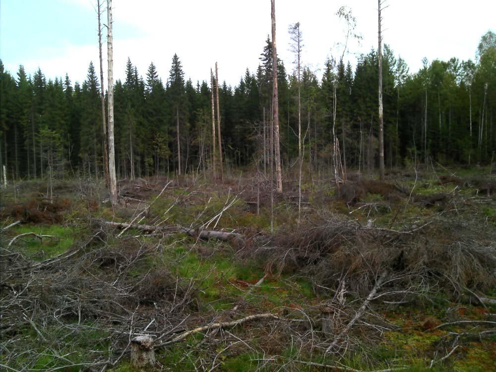 Optimointi Vanhapuustoinen