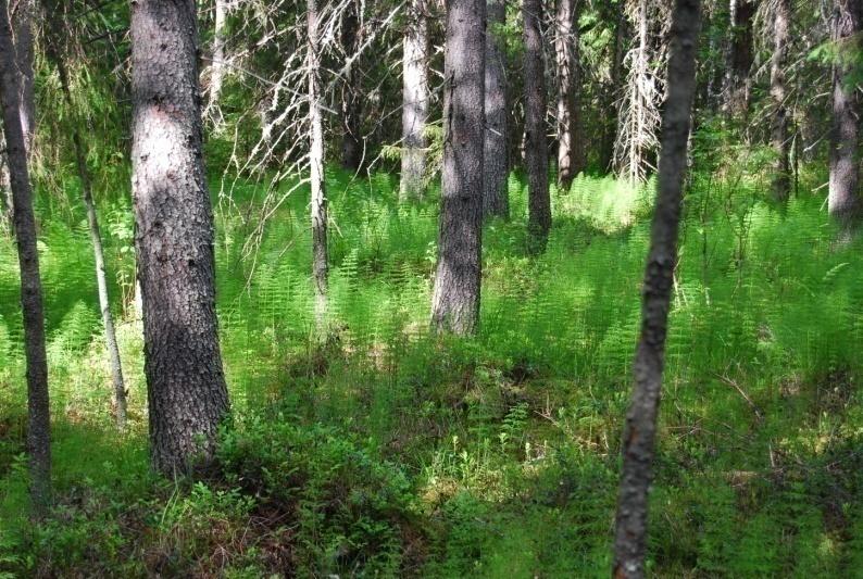 Tähtää todelliseen edelläkävijyyteen monimuotoisuuden huomioinnissa Tavoitteet sovitaan ohjelmatyössä Metsäohjeman monimuotoisuusohjelma Mahdollisia työkaluja ekosysteemipalveluiden välinen