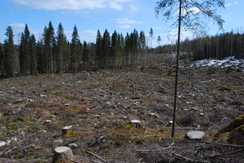 useita suojelualuekeskittymiä Toisaalta metsäalasta suojeltu vain 13 %, josta iso osa vain metsäsuunnitelmalla vaikutusta