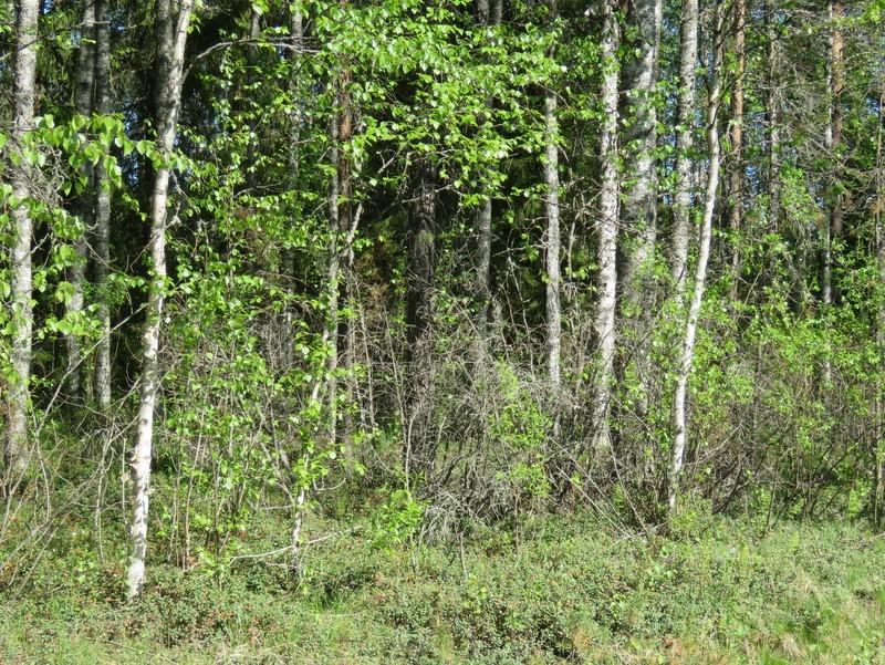 Matala tasainen harjujakso Sorvonkankaalla kuvattu