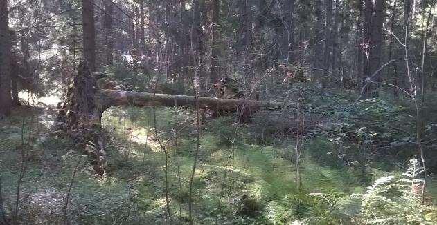 mesiangervoa, lehtotähtimöä, punakoisoa ja lehtopalsamia sekä sen itäpäässä jättipalsamia. Lammen itä kaakkoispuolella on tuoretta ja kosteaa lehtoa, lehtokorpimuuttumaa ja ruoho-turvekangasta.