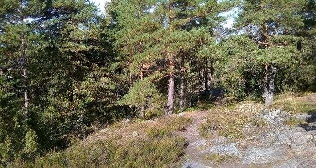 Tällä alueella on runsaasti lahopuuta ja sen kasvistoon kuuluu monien edellä lueteltujen lajien lisäksi mm. kotkansiipi. Lammen lounaispuolella on avoin kallio, jossa kasvaa mm.