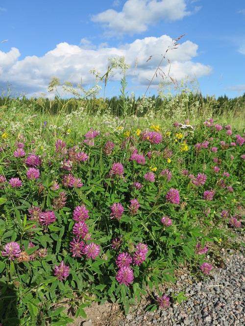 Biologinen torjunta avomaalla Marjanviljelyssä (mansikka, vadelma) avomaalla ja tunnelissa käytetään biologisia torjuntaeliöitä Neoseiulus californicus petopunkkeja vihannespunkin ennakkotorjuntaan