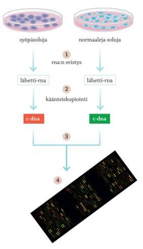 Geenien toiminnan tutkiminen Dna-siru lasista tai muovista valmistettu pieni levy, johon on kiinnitetty DNA-palasia Voidaan tutkia