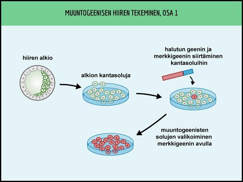 Geeninsiirto GMO = muuntogeeninen eliö Siirtogeeninen eliö: siirretty uuden ominaisuuden