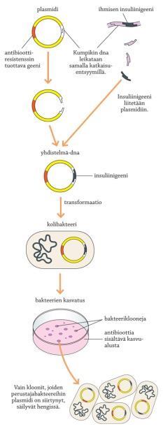Geeninsiirtomenetelmiä Transformaatio Plasmidien siirto bakteerisoluun Bakteerit ottavat itse sisäänsä vapaan dna:n liuoksesta