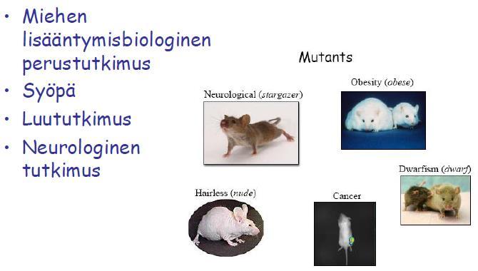 Käytännön