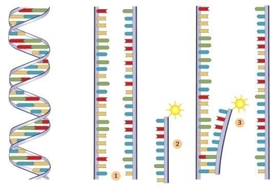 Dna:n ja rna:n tutkimusmenetelmiä Elektroforeesi Käytetään erimittaisten dna- ja rna-palasten havaitsemiseen Geenin dna:n erojen tutkiminen Sekvensoinnin väline Dna:n hybridisaatio