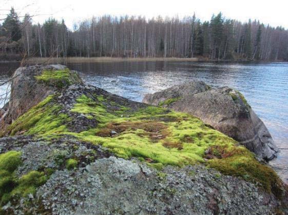 Sillalta Kytänsalon saareen tultaessa huomion kiinnittää Siltasalmenvuori, jonka länsirinne on jyrkkä ja kallioinen (Kuva 1 alla). Kuva 1. Siltasalmenvuoren rinnettä Kuva 2.