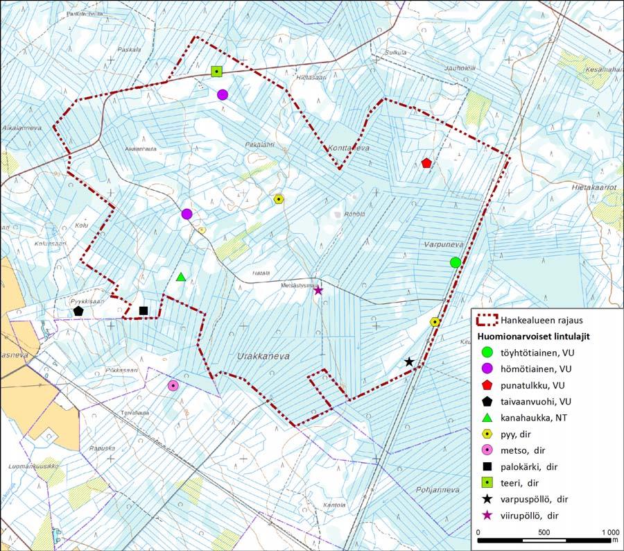 Urakkanevan tuulivoimapuisto 18 (29) Kuva 7. Urakkanevan tuulivoimapuiston pesimälinnustoselvityksissä havaitut uhanalaiset, silmälläpidettävät ja lintudirektiivin liitteen I lintulajit. Taulukko 2.