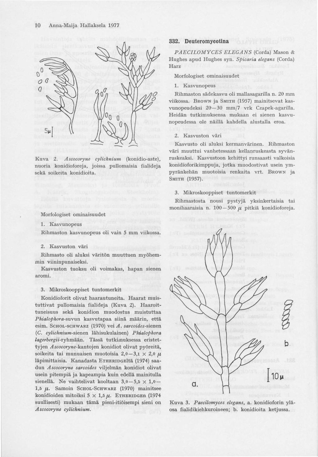 10 Anna-Maija Hallaksela 1977 332. Deuteromycotina PAECILOMYCES ELEGANS (Corda) Mason & Hughes apud Hughes syn. Spicaria elegans (Corda) Harz Morfologiset ominaisuudet 1.