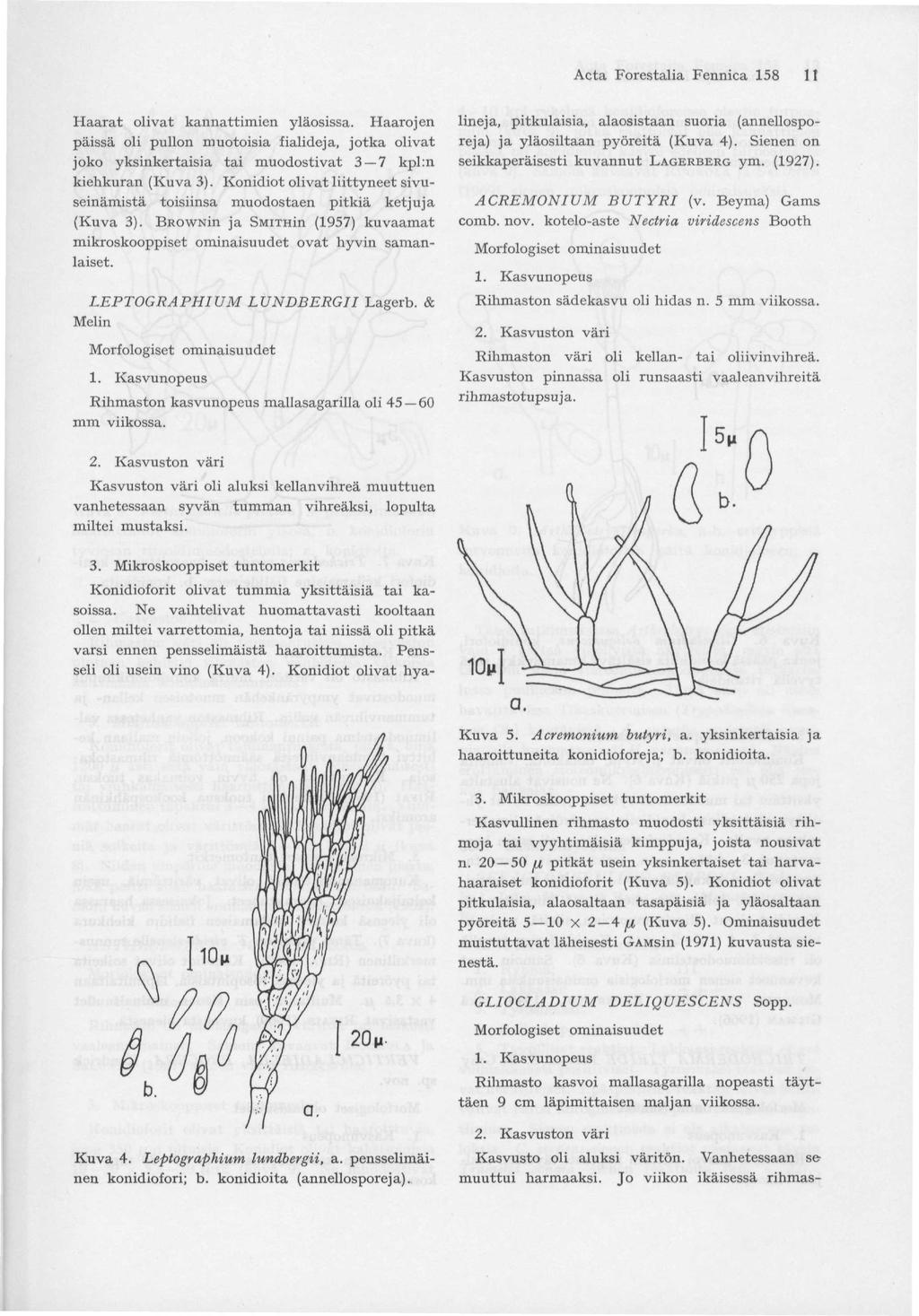 Acta Forestalia Fennica 158 11 Haarat olivat kannattimicn yläosissa. Haarojen päissä oli pullon muotoisia fialideja, jotka olivat joko yksinkertaisia tai muodostivat 3 7 kpl:n kiehkuran (Kuva 3).