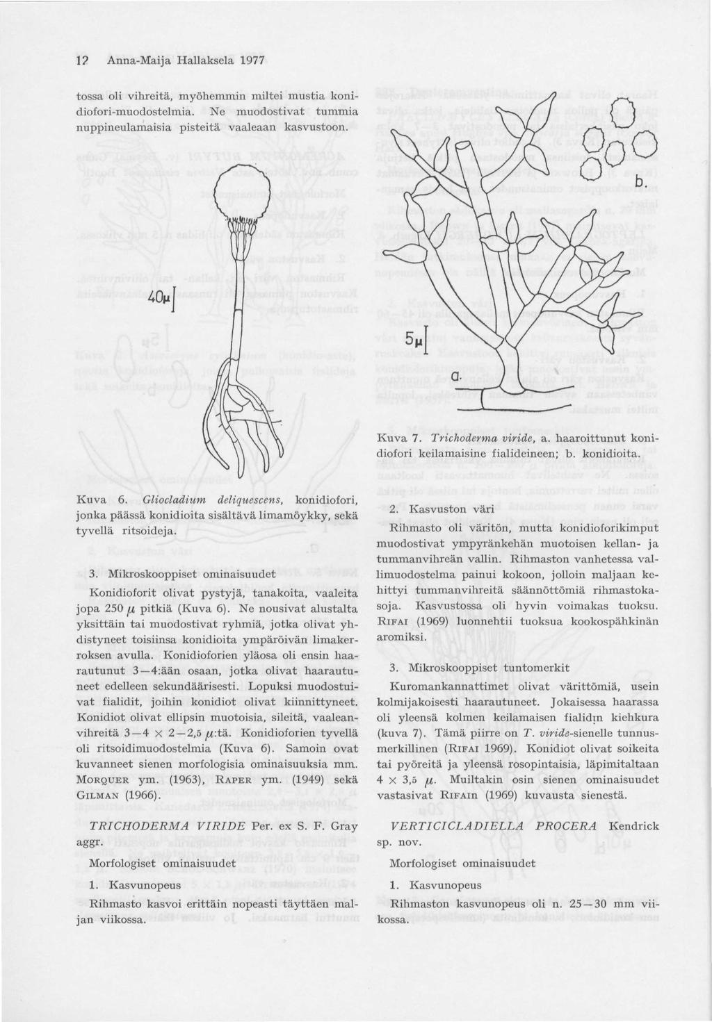 1? Anna-Maija Hallaksela 1977 tossa oli vihreitä, myöhemmin miltei mustia konidiofori-muodostelmia. Ne muodostivat tummia nuppineulamaisia pisteitä vaaleaan kasvustoon. Kuva 7. Trichoderma viride, a.