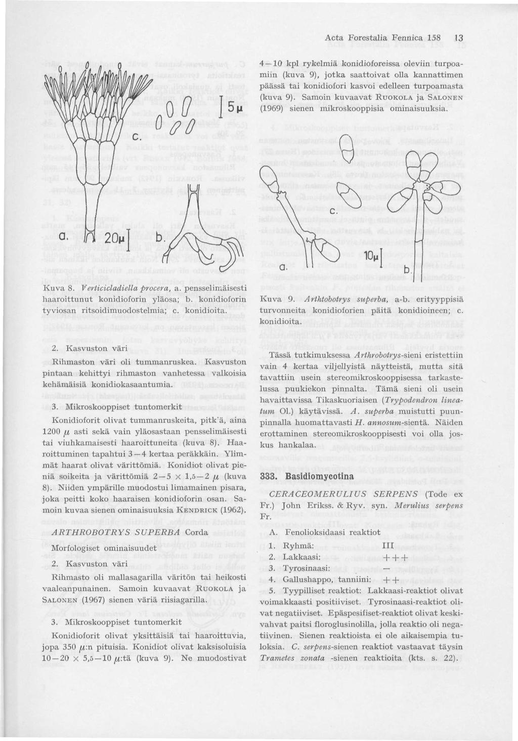 Acta Forestalia Fennica 158 13 4 10 kpl rykelmiä konidioforeissa oleviin turpoamiin (kuva 9), jotka saattoivat olla kannattimen päässä tai konidiofori kasvoi edelleen turpoamasta (kuva 9).