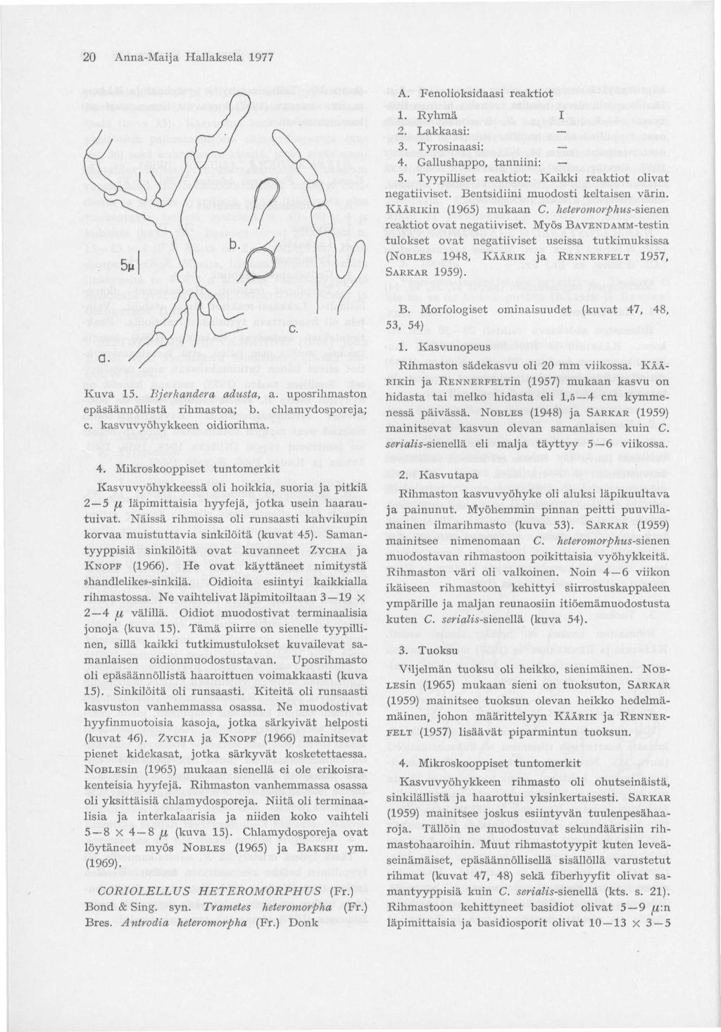 20 Anna-Maija Hallaksela 1977 A. Fenolioksidaasi reaktiot 1. Ryhmä I 2. Lakkaasi: 3. Tyrosinaasi: 4. Gallushappo, tanniini: 5. Tyypilliset reaktiot: Kaikki reaktiot olivat negatiiviset.