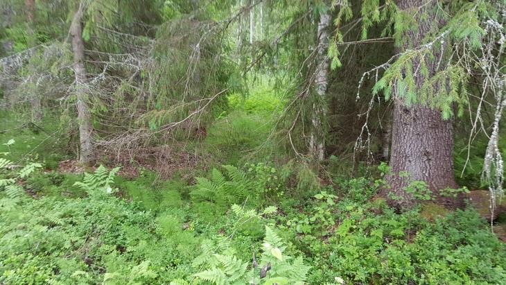 ja metsittyvän pelon väliin (Kuva 17.).