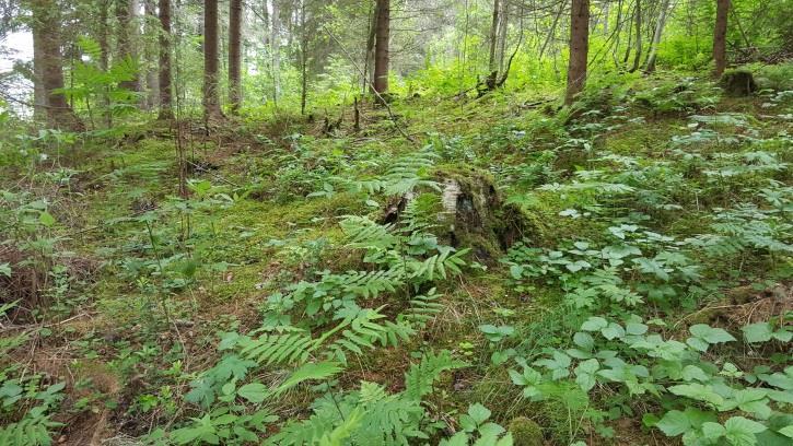 14 Kuva 28. Muutoskohteen kuusivaltaista lehtoa (OMaT), taustalla pienialainen hakkuuaukea. Kuva 29. Muutoskohteen lillukkakasvustoa. Alueen lintulajisto todettiin tavanomaiseksi (mm.