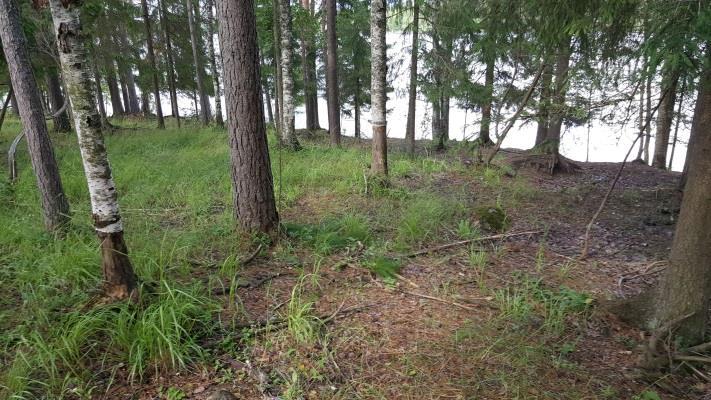 Kuva 28. Tolpanlahden kalliorantaa kaakkoon kuvattuna. Kuva 29.