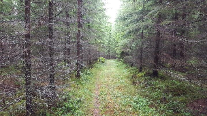 18 Kohde 18 ja 19, Hirvilampi Hirvilammen itä- ja pohjoisrannan suunnittelualue on hietapitoista, kivistä rinnemetsää.