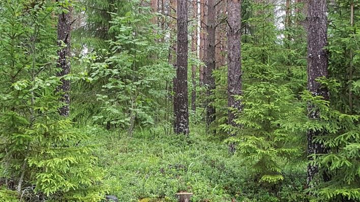Itärannan perukan pohjoisrinne todettiin lehtomaiseksi kankaaksi (OMT), valtapuuna kuusi.