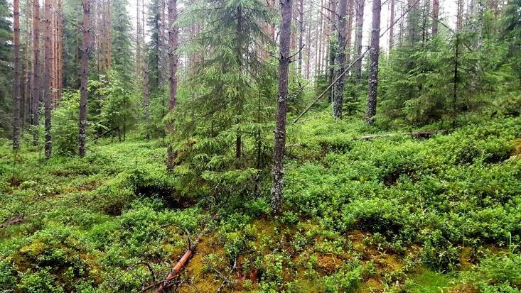 Jouhisaravyöhykkeessä kasvoi hieman myös järviruokoa (Kuva 34.). Rantametsä todettiin osin harvennetuksi keski-ikäiseksi mäntymetsäksi (MT) (Kuva 35.). Kuva 34.