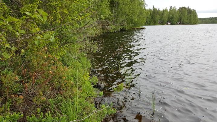 Rantaa kiertää rämereunus (isovarpurämettä), mutta hetteikköä rannassa ei todettu. Rantarinne nousee terassimaisesti melko jyrkkänä kasvaen kuusivaltaista metsää (MT).